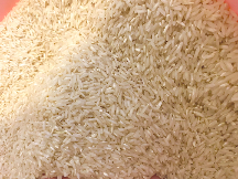  غلات | برنج کشت اول هاشمی
