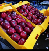  میوه | سیب سیب قرمز و زرد