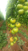  صیفی | گوجه گوجه گلخانه ای برای صادرات