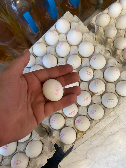  مواد پروتئینی | تخم مرغ فروش تخم مرغ با قیمت عالی در وزن های مختلف