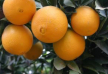  میوه | پرتقال پرتقال تامسون درجه 1