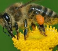  دامپروری | عسل عسل شهد زنبور عسل