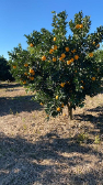  میوه | پرتقال پرتقال تامپسون
