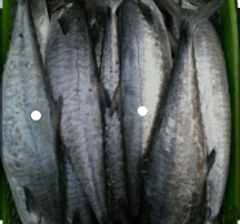  مواد پروتئینی | ماهی ماهی شیر بوشهر
