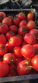  صیفی | گوجه انواع رقم ها دو رنگ قرمز و ربی