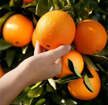  میوه | پرتقال پرتقال تامسون