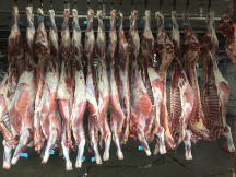  مواد پروتئینی | گوشت گوشت گوساله و ماده گاو کشتار روز تازه