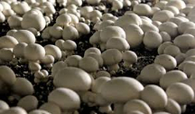  صیفی | قارچ کمپوست قارچ و ظرف های بسته بندی و نایلون فله 5 کیلویی