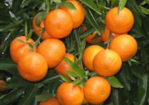  میوه | پرتقال پرتقال محلی