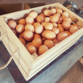  مواد پروتئینی | تخم مرغ محلی گلپایگانی