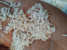  غلات | برنج برنج هاشمی آستانه