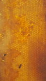  دامپروری | عسل عسل گون و آویشن