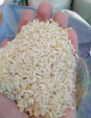  غلات | برنج برنج شمالی و عنبربو