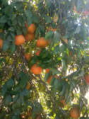  میوه | نارنگی نارنگی پاکستانی