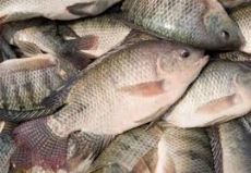  مواد پروتئینی | ماهی تیلاپیا
