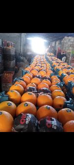  میوه | پرتقال تامسون وخونی