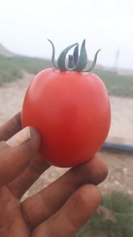  صیفی | گوجه ساکاتا