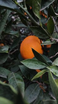 میوه | پرتقال تامسون پوست نازک