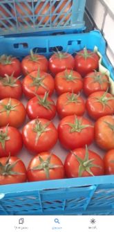  صیفی | گوجه گوجه گلخانه ای بذر دافنیس