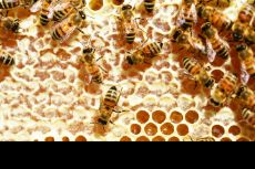  دامپروری | عسل انواع عسل طبیعی و تغذیه ای