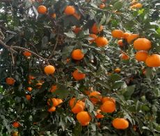  میوه | نارنگی محلی