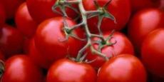  صیفی | گوجه گوجه صادراتی 4129 و 8320