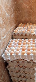  مواد پروتئینی | تخم مرغ تخم مرغ محلی ارگانیک