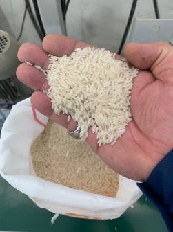  غلات | برنج برنج طارم محلی هاشمی فریدونکنا فوق اعلاو معطرپنج ستاره