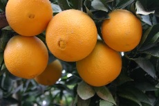  میوه | پرتقال تامسون پوست نازک درجه یک