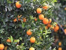  میوه | پرتقال محلی