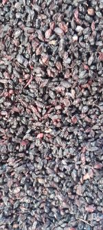  خشکبار | زرشک زرشک سیاه کوهی پاک پاک