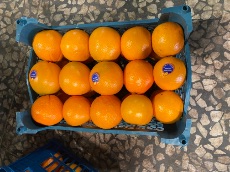  میوه | پرتقال تامسون شمال