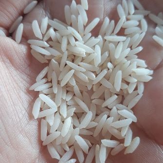  غلات | برنج طارم محلی فریدونکنار زرین کشت