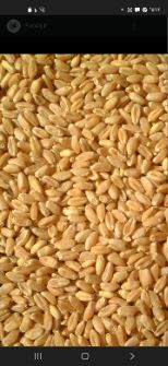  غلات | گندم ایرانی