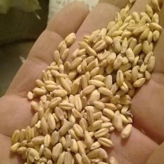  غلات | گندم گندم بذر