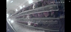  مواد شیمیایی کشاورزی | کود مرغی قفسی