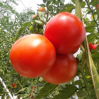  صیفی | گوجه گوجه گلخانه ای دافنیس