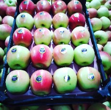  میوه | سیب سیب سفید ماتیکی استخوانی صادراتی