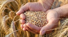  غلات | گندم گندم بذری از نوع طلاییه