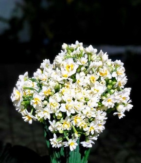  بذر و نهال | گل و گیاه گل نرگس شصت پَر فرانسوی