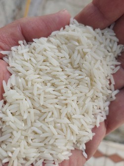  غلات | برنج برنج هاشمی  در جه یک گیلان