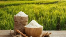  غلات | برنج هاشمی درجه یک اعلاء