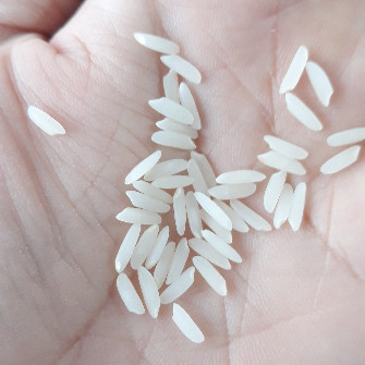  غلات | برنج برنج کشت دوم فریدونکنار