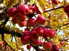  میوه | سیب قرمز مهاباد
