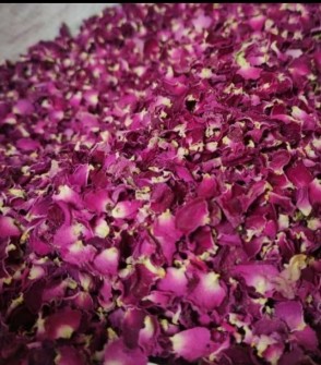  بذر و نهال | گل و گیاه گل محمدی