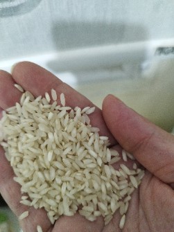  غلات | برنج عنبربو درجه یک