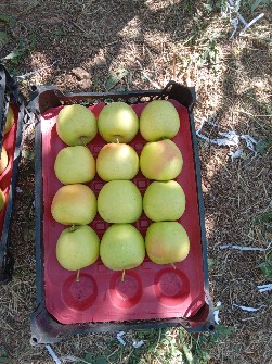  میوه | سیب سیب زرد وقرمز