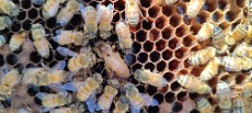 دامپروری | عسل عسل طبیعی و ارگانیک کوهستان