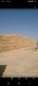  دامپروری | کاه کاه گندم دیم تمیز بدون گردو خاک