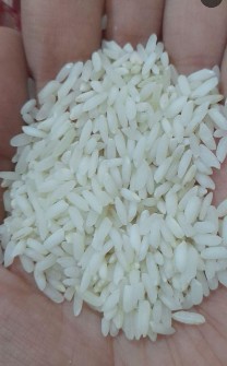  غلات | برنج عنبربو اصل